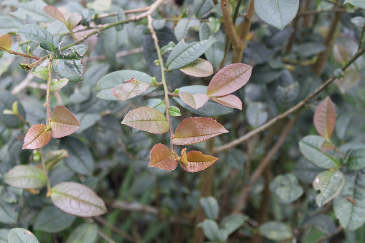 Pentaphylaceae